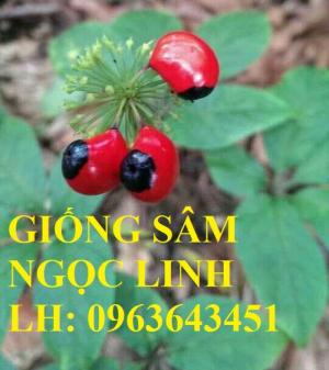 Cung cấp cây giống, hạt giống sâm dược liệu sâm bố chính, sâm đương quy, sâm ngọc linh chuẩn, uy tín
