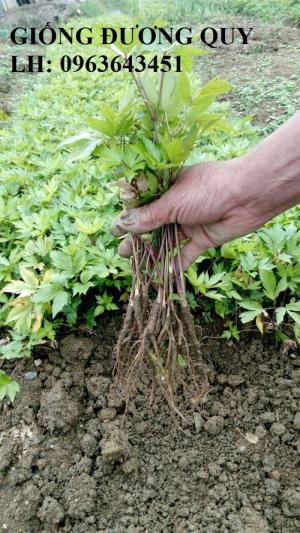 Cung cấp cây giống, hạt giống sâm dược liệu sâm bố chính, sâm đương quy, sâm ngọc linh chuẩn, uy tín