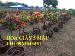 Cung cấp cây hoa giấy Thái, hoa giấy 5 màu, hoa giấy thế nhiều màu siêu đẹp, giá tốt, giao toàn quốc