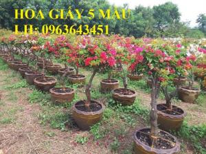 Cung cấp cây hoa giấy Thái, hoa giấy 5 màu, hoa giấy thế nhiều màu siêu đẹp, giá tốt, giao toàn quốc