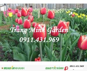 Sỉ lẻ củ giống Tuylip chất lượng, cung cấp hoa thương phẩm, kỹ thuật trồng Tuylip mang lại hiệu quả cao.