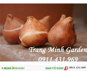Sỉ lẻ củ giống Tuylip chất lượng, cung cấp hoa thương phẩm, kỹ thuật trồng Tuylip mang lại hiệu quả cao.
