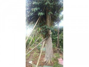 Bán Cây Vú Sữa Phát Tài