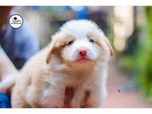 Bán chó border collie ( chó chăn cừu ) thuần chủng