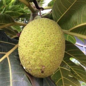 CÂY SAKE GIỐNG - Chuẩn giống - HVNN Việt Nam