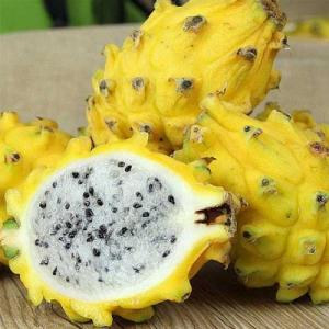 Cây giống Thanh Long vỏ vàng - HVNN Việt Nam