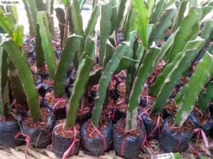 Cây giống Thanh Long vỏ vàng - HVNN Việt Nam
