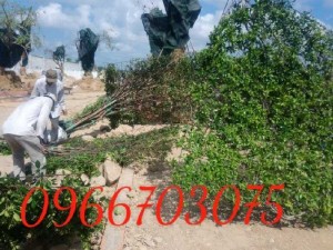 Nhánh cây xanh làm hàng rào