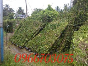 Nhánh cây xanh làm hàng rào