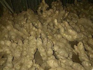 Ban gừng giống cho hộ gia đình