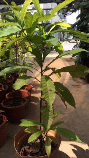 Cung cấp cây giống vú sữa hoàng kim , giao hàng toàn quốc