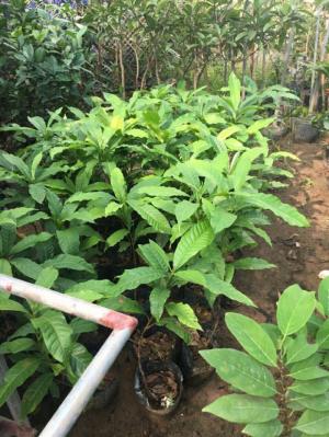 Cung cấp cây giống vú sữa hoàng kim , giao hàng toàn quốc