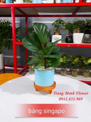 Cây bàng Singapore( Ficus Lyrata)