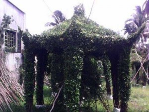 Ngôi nhà cây xanh nhiều mẫu