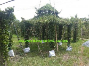 Ngôi nhà cây xanh nhiều mẫu