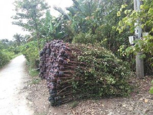 Nhánh cây xanh hàng rào
