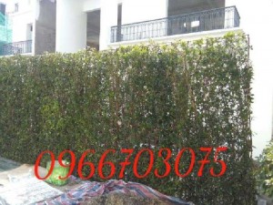 Cây xanh hàng rào đẹp