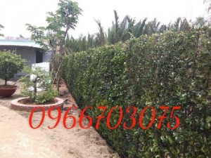 Cây xanh hàng rào đẹp