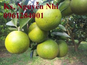 Cây giống cam vinh, cam vinh, cây giống F1, số lượng lớn, giao hàng toàn quốc