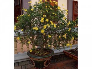 Cây giống cúc thân gỗ