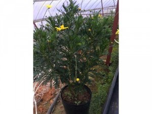 Cây giống cúc thân gỗ