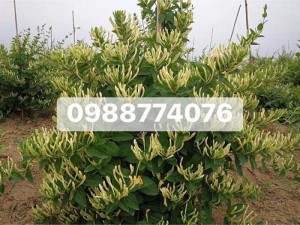 Hạt giống Kim Ngân Hoa - Cây giống Kim Ngân Hoa.