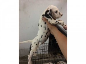 Cần tìm nhà mới cho các đốm Dalmatian