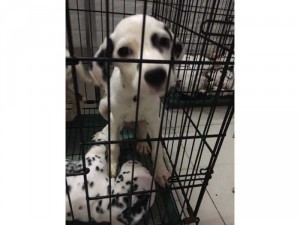 Cần tìm nhà mới cho các đốm Dalmatian