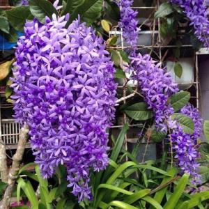 Hoa mai xanh, loài hoa đẹp kì ảo với sắc tím lavender dịu dàng