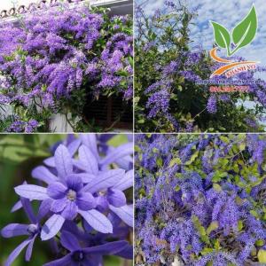 Hoa mai xanh, loài hoa đẹp kì ảo với sắc tím lavender dịu dàng