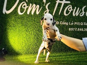 Cần bán nếp tẻ thuần chủng