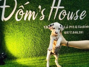 Cần bán nếp tẻ thuần chủng