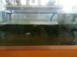 Tiểu cảnh hồ cá phong thủy