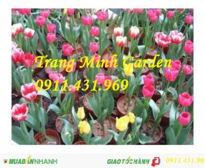 Cách trồng hoa tulip bằng củ, cung cấp sỉ lẻ củ giống Tuylip chất lượng cao.