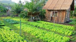 Hãy sở hữu Ohara Farmstay để trở thành chủ nhân của khu vườn trong mơ