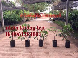 Cây giống nhãn không hạt nhập khẩu, nhãn không hạt thái lan, cây giống đầu nguồn chất lượng