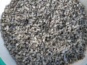 Nguyên liệu cá cơm chế biến bột cá