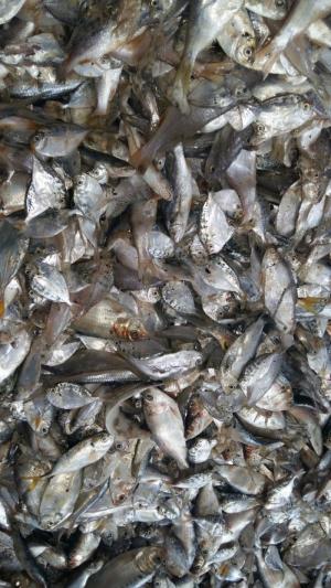 Cá nguyên liệu làm bột cá 63% protein