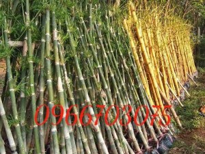 Tre xanh tre vàng các loại tre