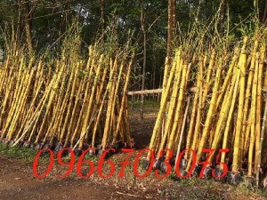 Tre xanh tre vàng các loại tre