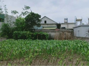 Cần bán đất Vân Đồn ,chợ Cái Rồng