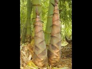Cung cấp giống tre măng bát độ