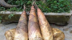 Cung cấp giống tre măng bát độ