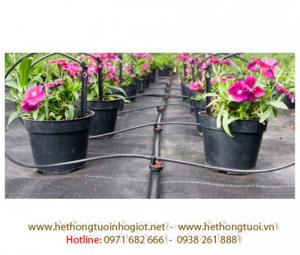 Hệ thống tưới nhỏ giọt tại Hà Nội