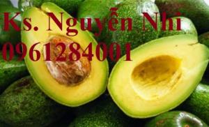 Cung cấp các loại giống cây bơ, bơ booth, bơ sáp, bơ 034, cây giống bơ uy tín, chất lượng