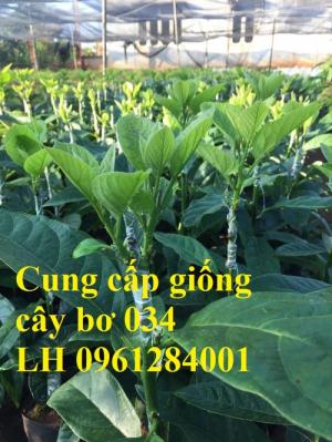 Cung cấp các loại giống cây bơ, bơ booth, bơ sáp, bơ 034, cây giống bơ uy tín, chất lượng
