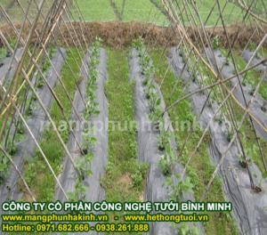 Bán màng phủ nông nghiệp tại hà nội, bán màng phủ nông nghiệp giá rẻ