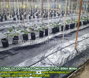 Bán màng phủ nông nghiệp tại hà nội, bán màng phủ nông nghiệp giá rẻ