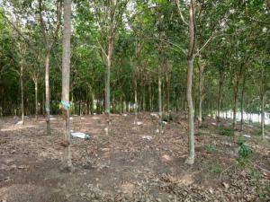 Bán Đất Cao Su Mặt Hồ Suối Rai Đồng Phú Bình Phước