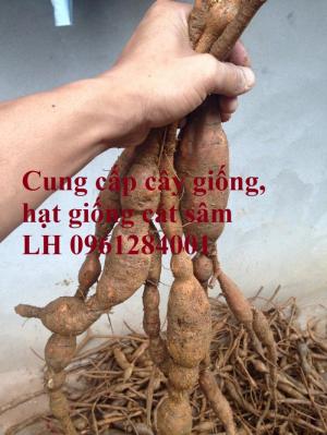Cung cấp cây giống, hạt giống cát sâm, hàng loại 1, số lượng lớn, giao hàng toàn quốc